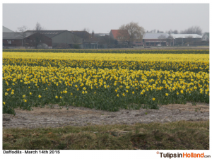 first daffodil field tulips in holland