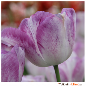 frequently asked questions tulips in holland TulipsinHolland.com 