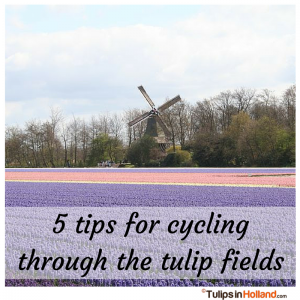 5 tips for cycling through the tulip fields tulipsinholland.com