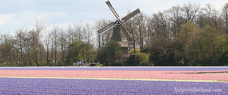 5 tips for cycling through the tulip fields