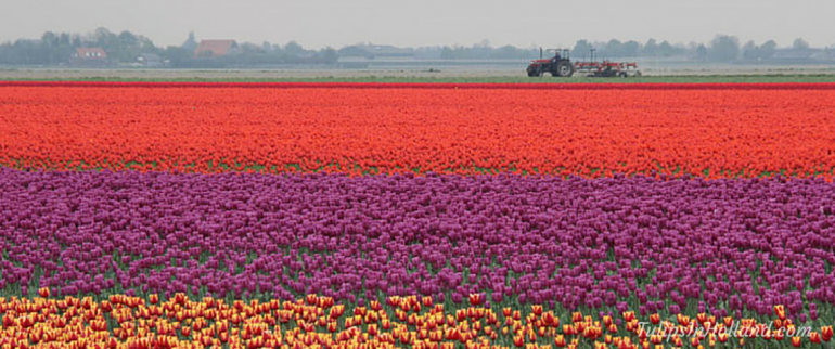 Flower fields of the Netherlands
