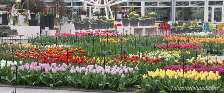 Opening Keukenhof preview