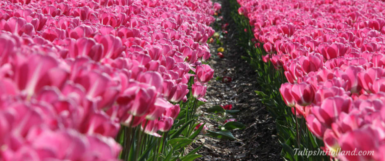 Travel to keukenhof
