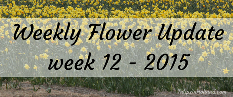 Weekly flower update Week 12