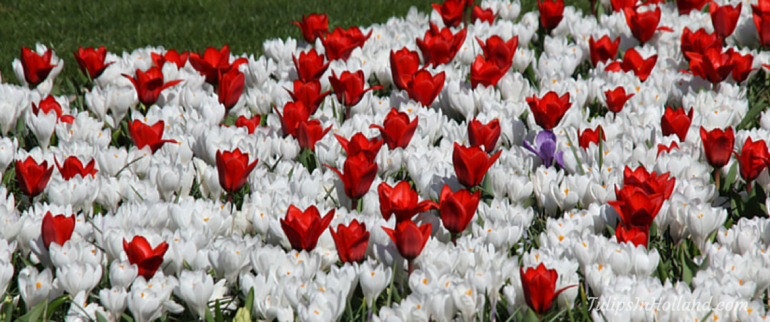 Weekly flower update – Week 13