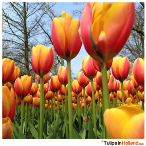 tulips at Keukenhof tulipsinholland.com