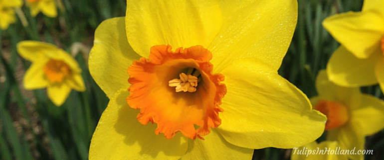 Daffodils in the fields