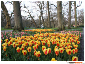 Keukenhof April 11st 2015 tulipsinholland.com 9