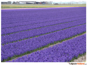 flower fields April 6th 2015 tulipsinholland.com 21