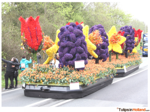 Bloemencorso 1 tulips in holland corso lisse tulipsinholland.com 51