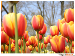 tulips in holland tulipsinholland.com 2015