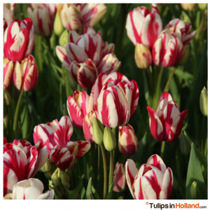 small bouquet of tulips