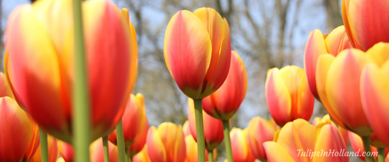 Happy Tulip Tuesday