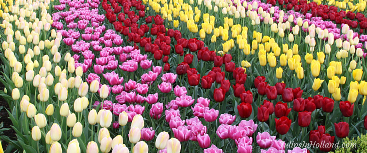 Happy weekend with these rainbow tulips!