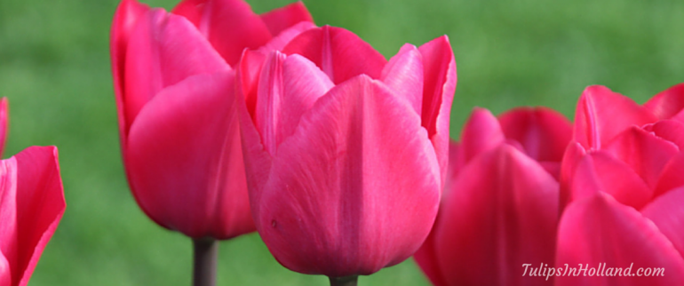 Pink tulips
