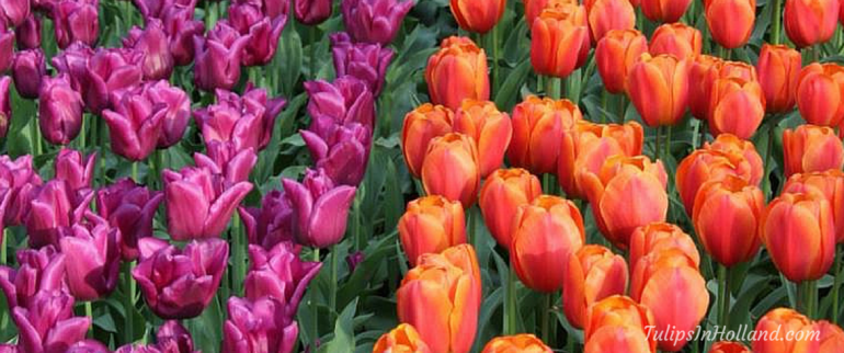 Purple or orange tulips