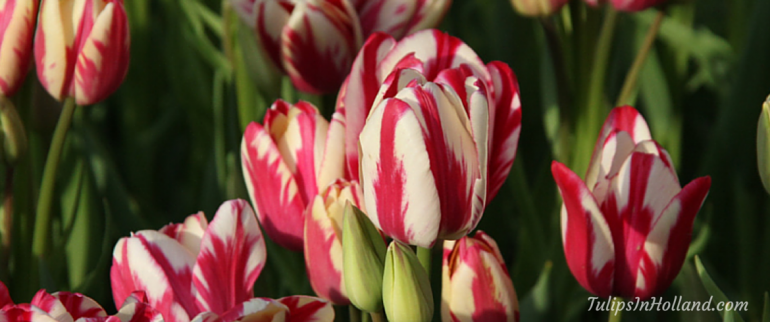 Small bouquet of tulips