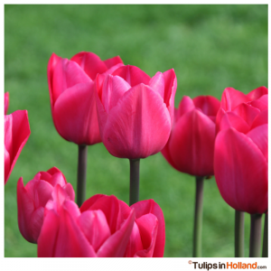 Pink tulips in Holland tulipsinholland.com 12