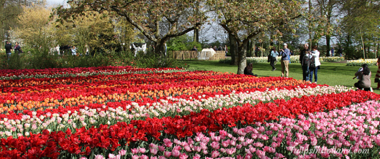 best time to visit keukenhof