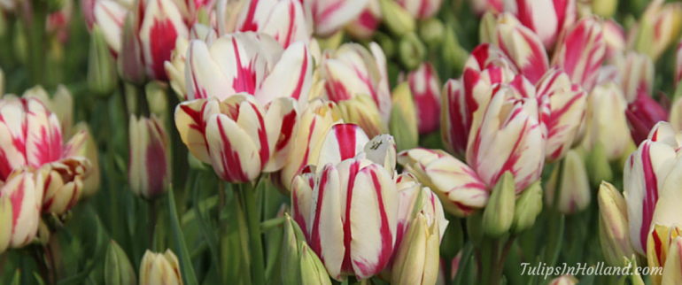 multiple tulips