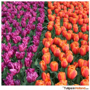 purple or orange tulips in holland