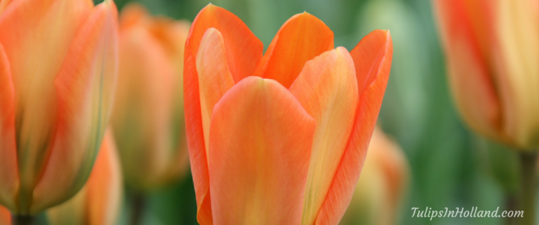 Holland Currency tulips in holland