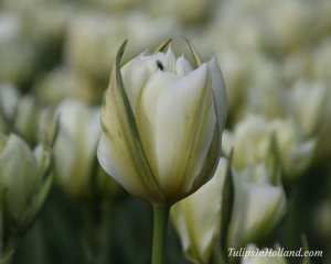 white Tulips In Holland