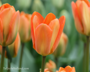 orange tulips in holland