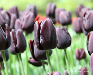 black tulips in holland