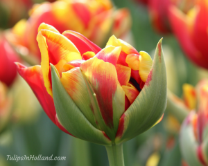 red and yellow tulips in holland