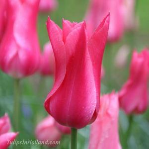 pink tulips in holland
