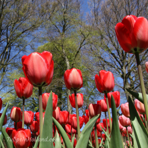 red tulips in holland