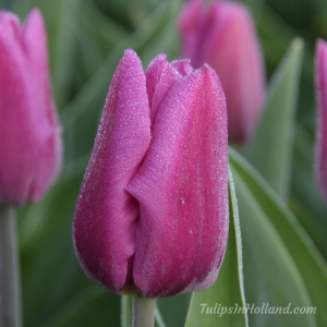 purple tulips in holland