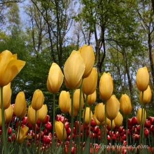 yellow tulips in holland
