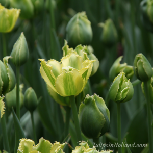 green tulips in holland