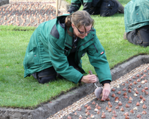 Keukenhof planting bulbs tulipsinholland.com 14