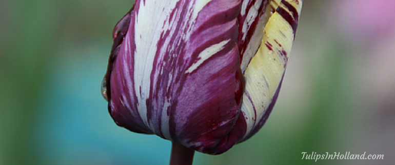 Winner of the tulip awards 2016