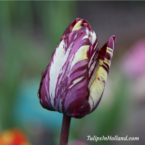 2015 World Tulip awards