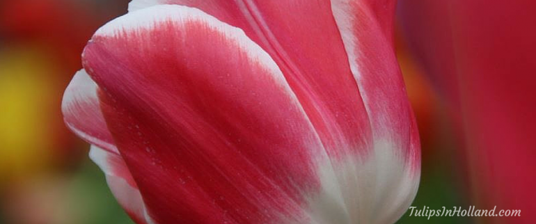 world order of the tulip