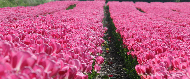 Tulip Fields Amsterdam tulipsinholland.com