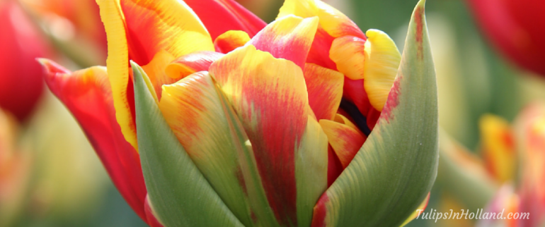 Tulip colors tulipsinholland.com