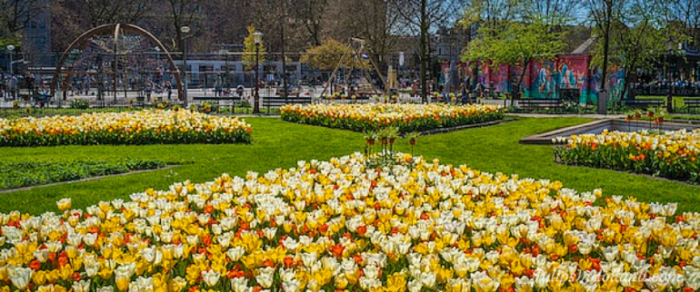 Amsterdam tulp festival