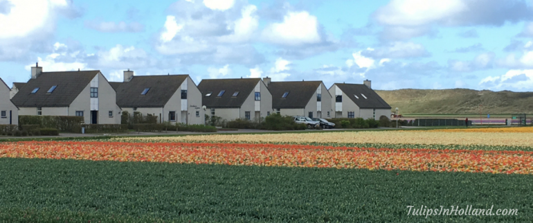 Tulip fields at Landal Beach Resort Ooghduyne