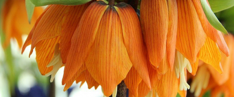 hortus bulborum