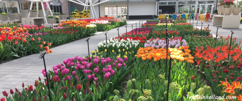 photos Keukenhof