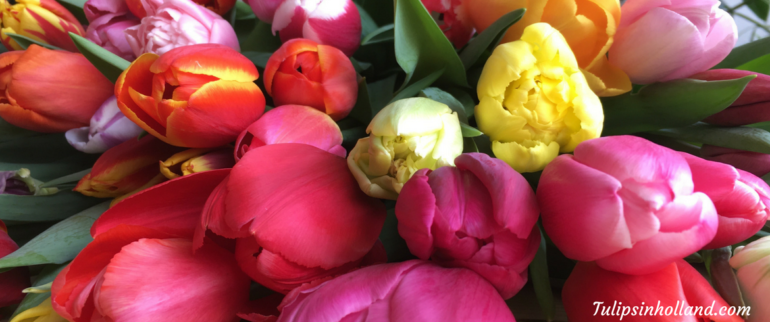 weekly_flower_update
