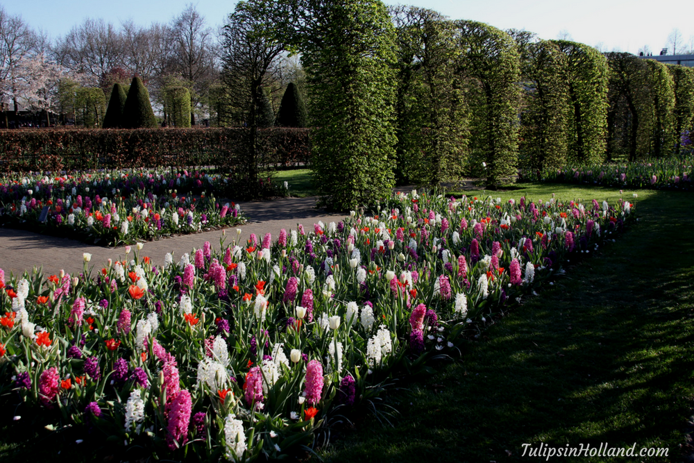 tulips in holland 9 april 2017