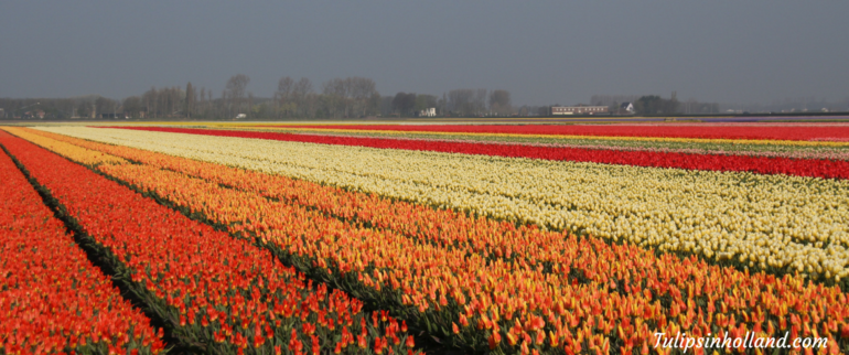 Tulips in Holland - 9 april 2017