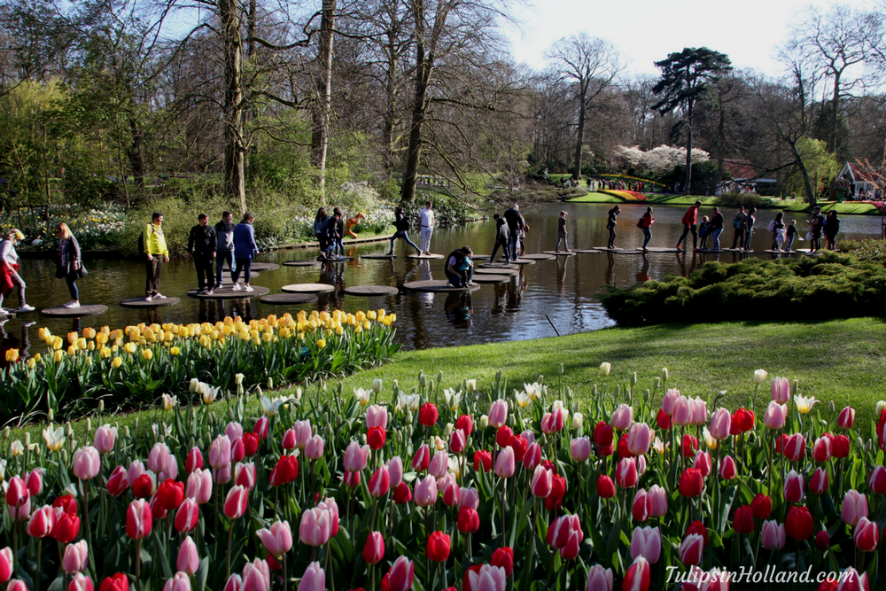 tulips in holland 9 april 2017