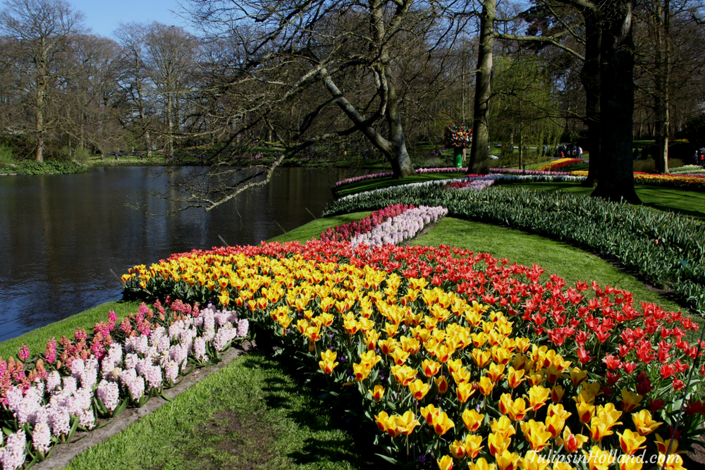 tulips in holland 9 april 2017
